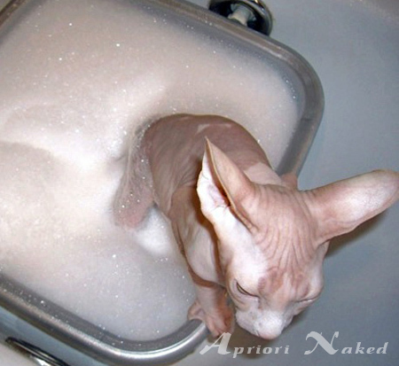 Котенок сфинкса принимает ванну с пеной (малыш живет в Италии)