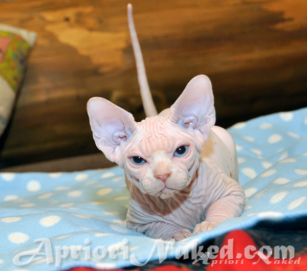 Котенок канадского сфинкса AprioriNaked Pepper